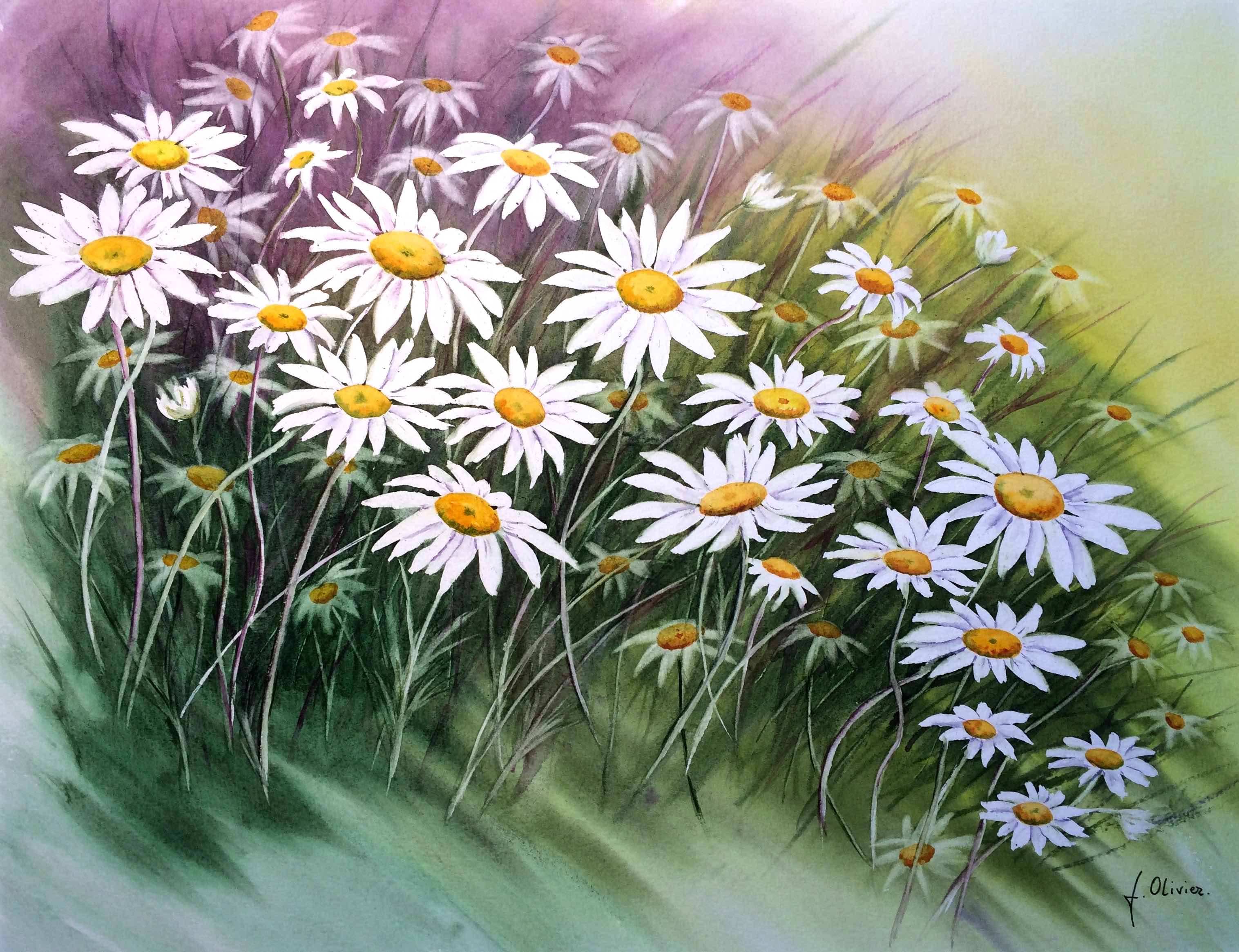 marguerites-4