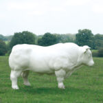 Le taureau par Binome