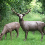 Le Cerf et la biche par Binome