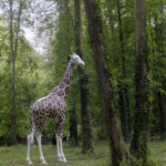 La Girafe par Binome