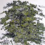 Les animaux en voie de disparition 2