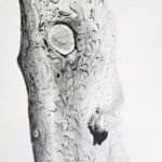 Big tree is watching you par DELANGA