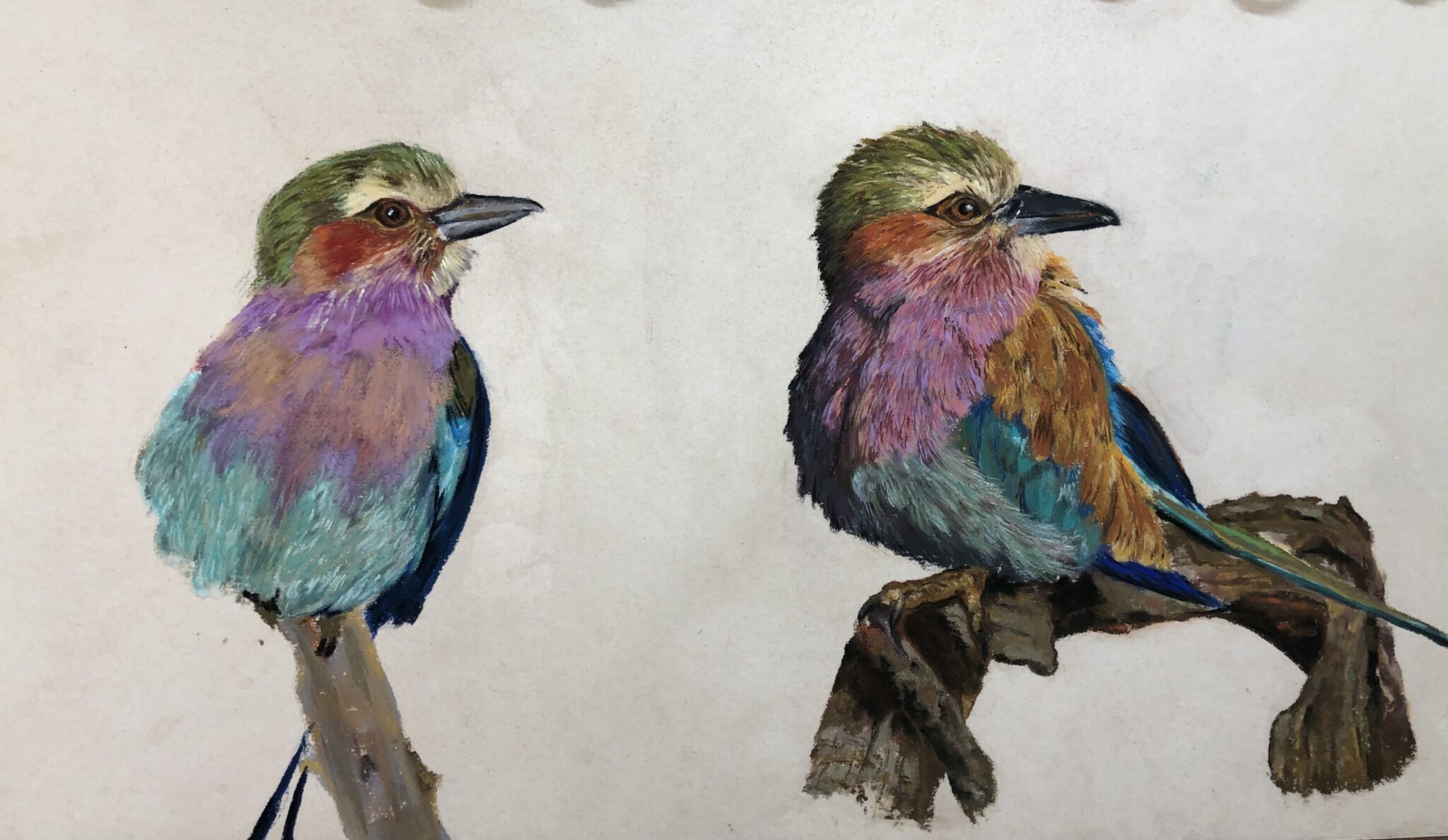 rolliers-a-poitrine-lilas