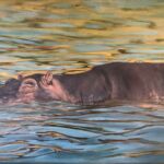 Hippo par Marie-Laure PERIS