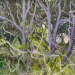 Branche #2 par Christelle silvestre