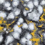 FLEURS DE ROCHE 8 par Loïc GOURMELEN