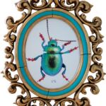 N°16_Chrysolina graminis