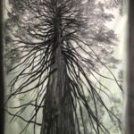 Séquoia de l’Hort de Dieu 