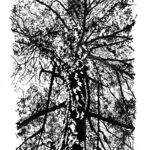 Canopée par Thérèse Danieau