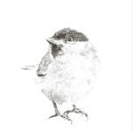 Mésange par Thérèse Danieau