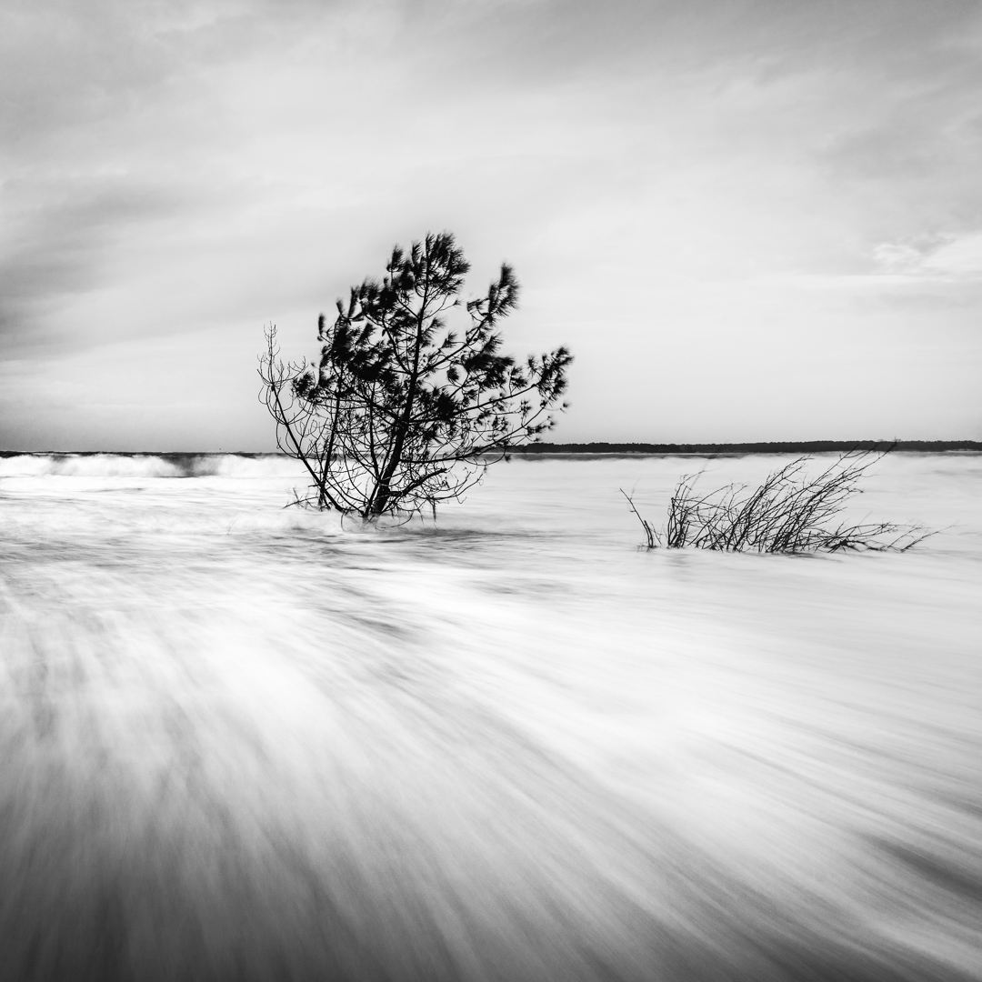 arbre-arbuste-vague-submersion