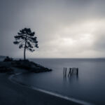 arbre-seul-rochers-piquets-protection-mer