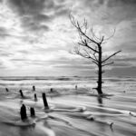 arbre-souches-vagues-ciel-erosion