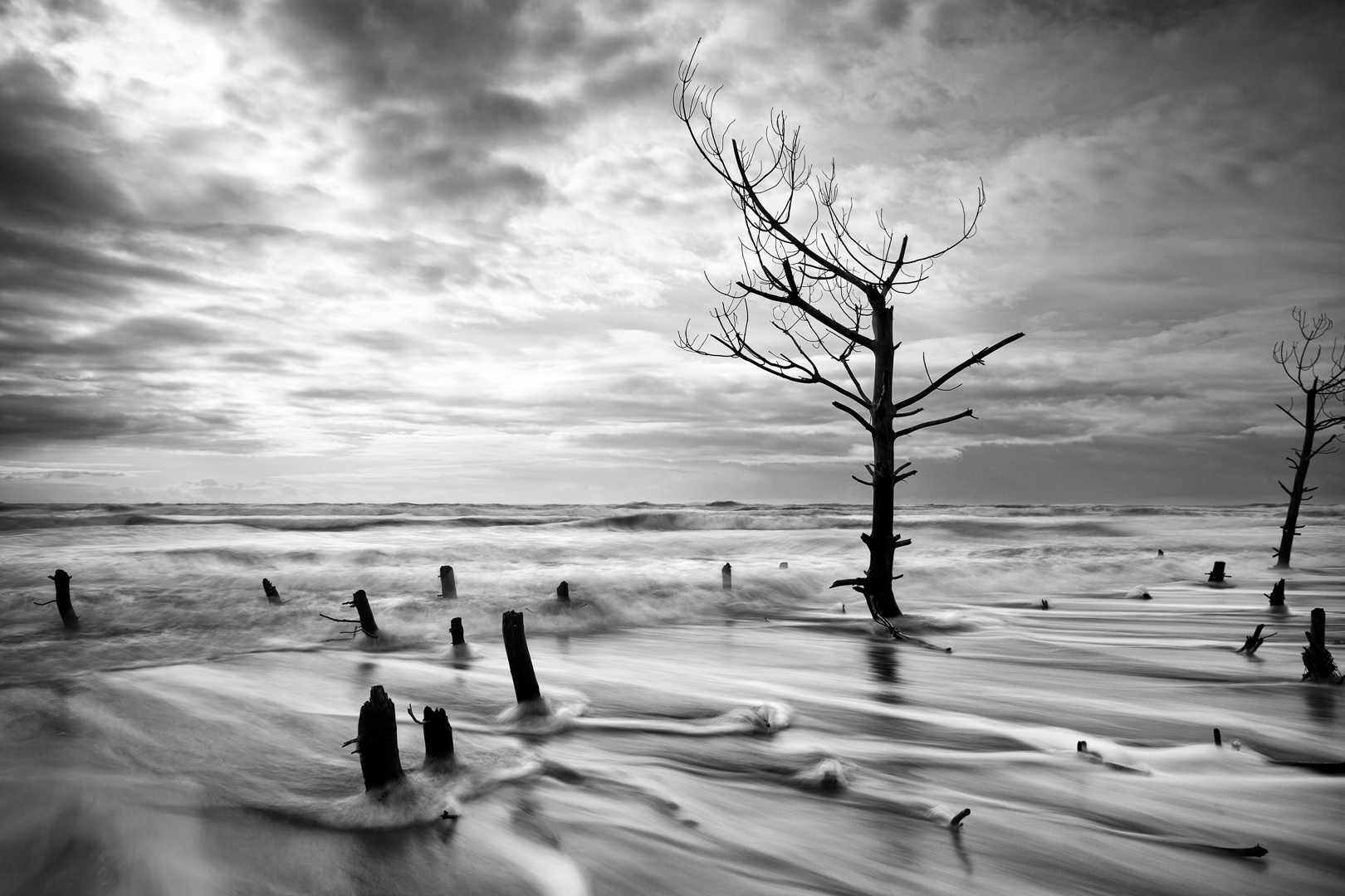 arbre-souches-vagues-ciel-erosion