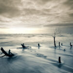 arbre-souches-vagues-ciel-soleil-erosion