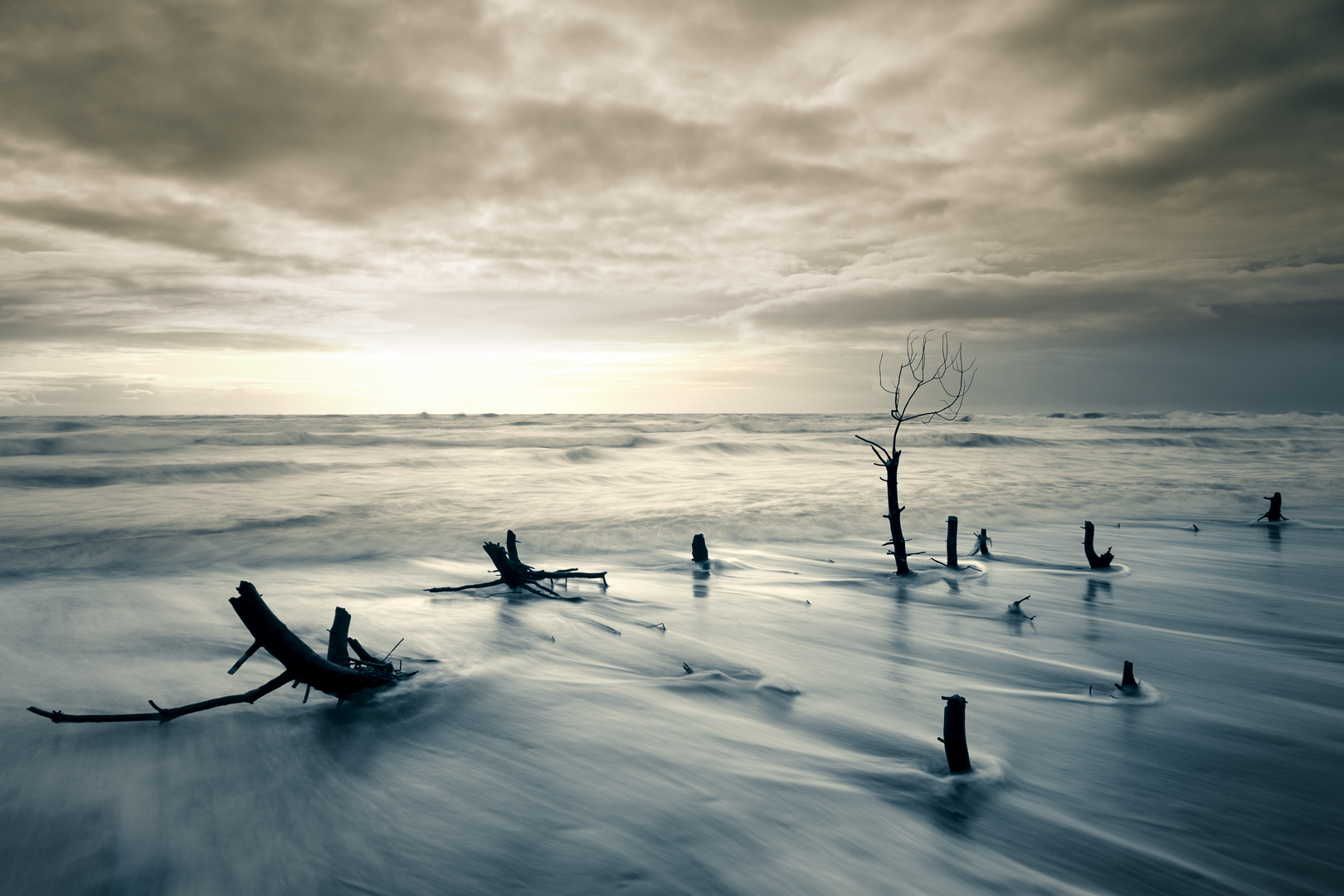 arbre-souches-vagues-ciel-soleil-erosion