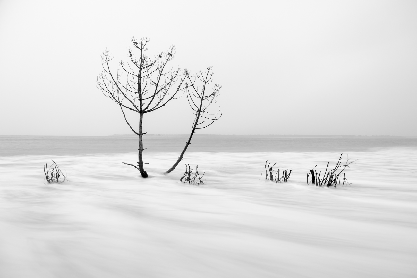 arbres-buissons-ecume-brouillard