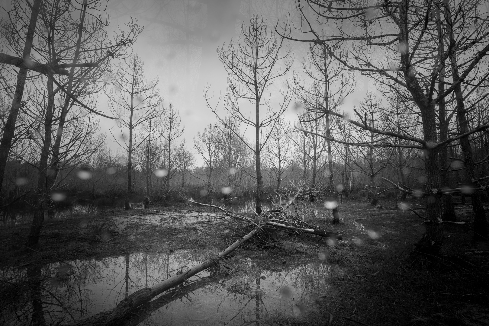 arbres-croix-tempete-tombe-gouttes
