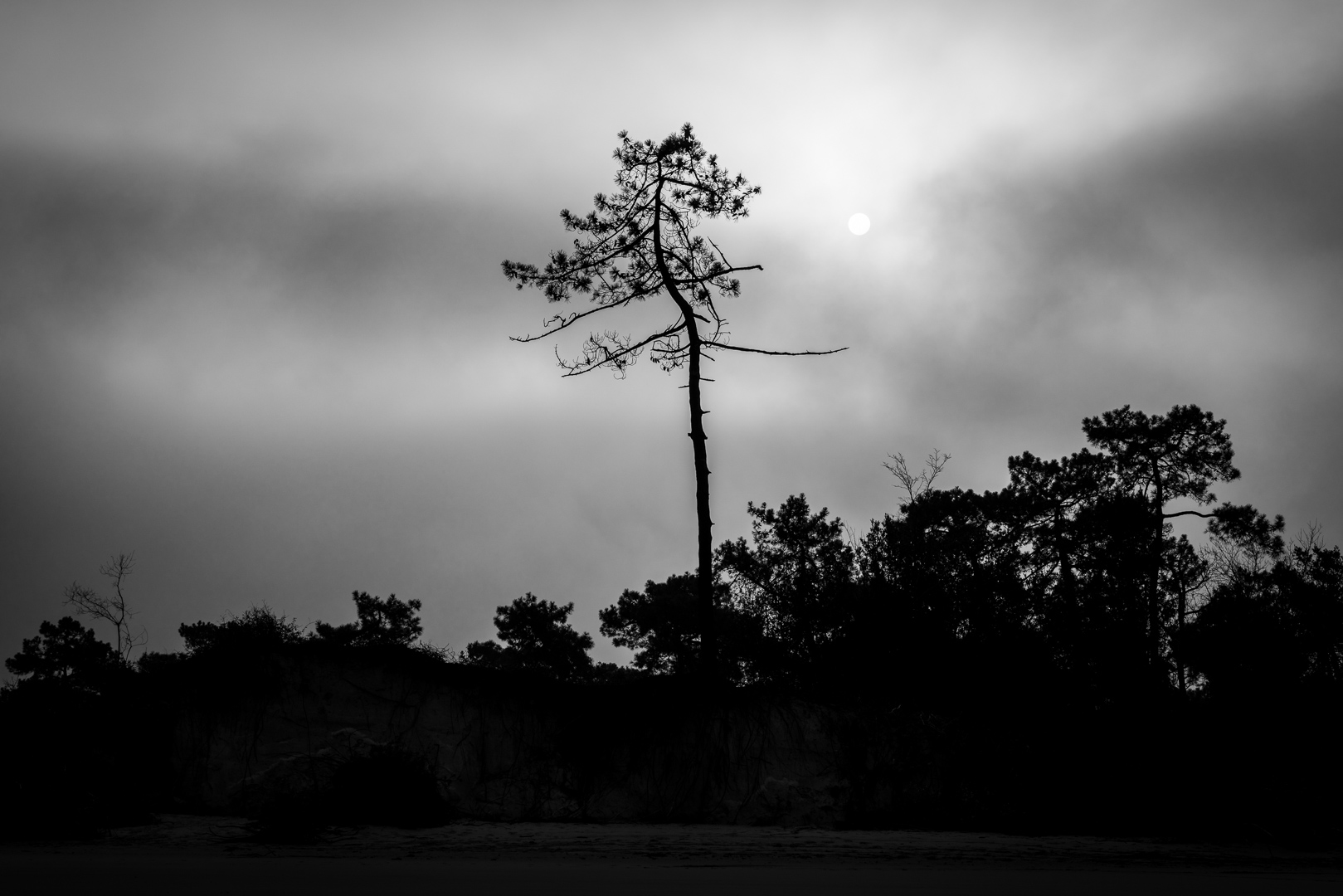 arbres-silohuettes-dune-brouillard-soleil-erosion