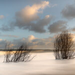 arbustes-mer-submersion-lever-soleil