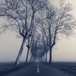 fog-road-trees par Julien LAURENT - Embruns Photographiques