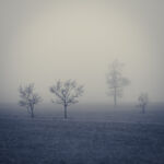 fog-trees par Julien LAURENT - Embruns Photographiques