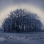 fog-trees-circular-sun-diffraction par Julien LAURENT - Embruns Photographiques