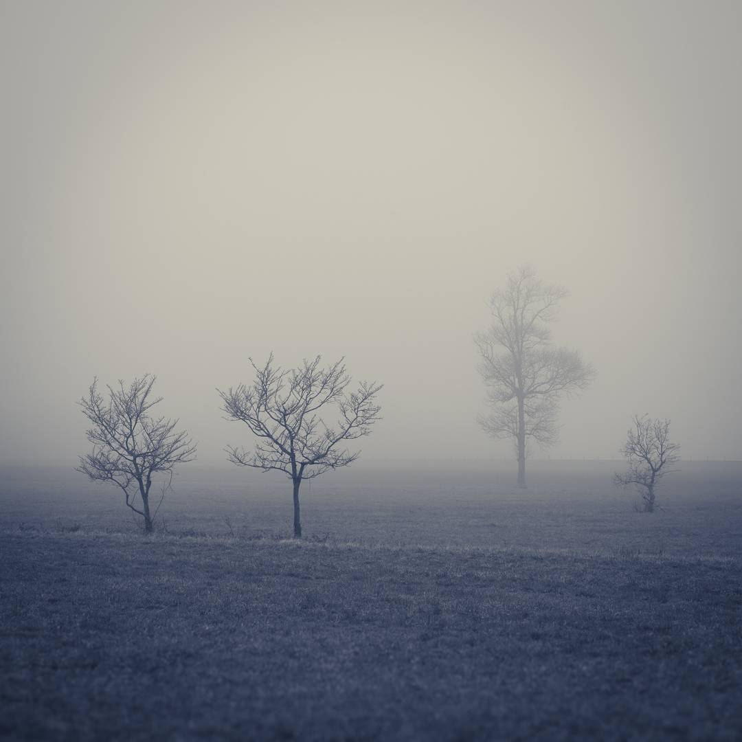 fog-trees