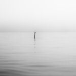 mer-balises-oiseau-noir-blanc par Julien LAURENT - Embruns Photographiques