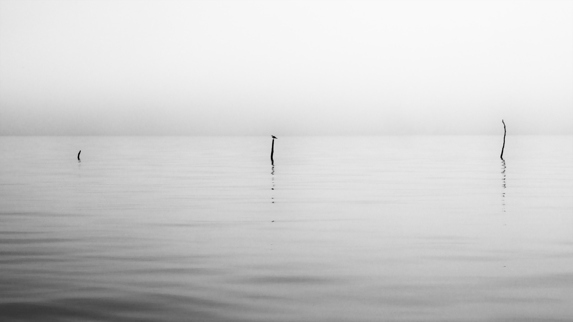 mer-balises-oiseau-noir-blanc