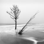 pin-arbuste-vague-brouillard-carre-nb