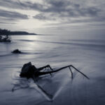 souche-mer-pattes-vagues-ciel