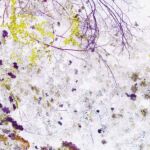 HAMA#10 par michele sainte-beuve