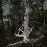 HAMA#17 par michele sainte-beuve