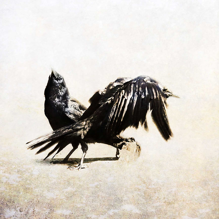 les-messagers-dodin-13