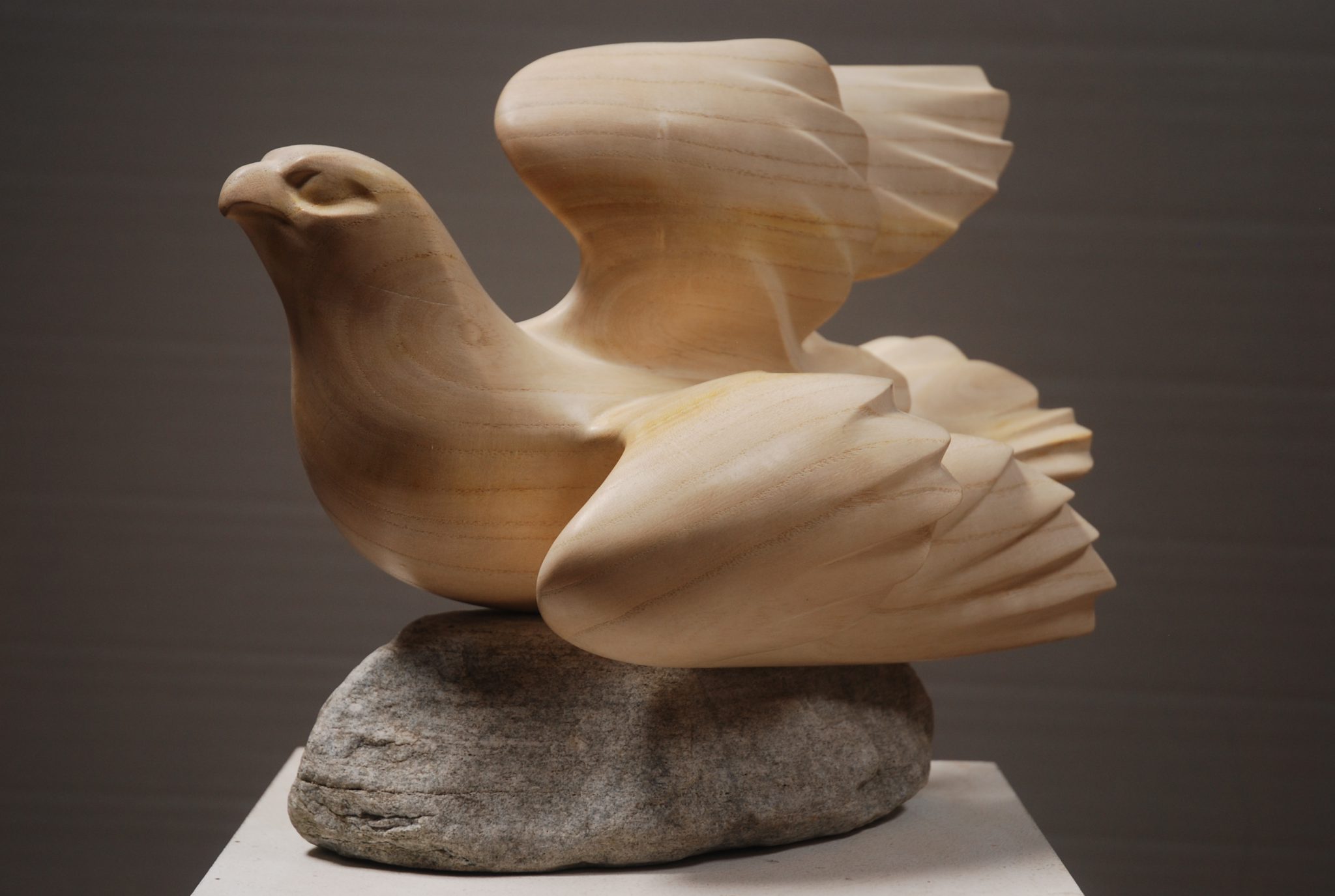 rapace-en-equilibre-2