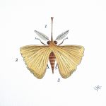 Papillon ginkgo par Claude MAYET