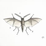 Papillon chauve-souris par Claude MAYET