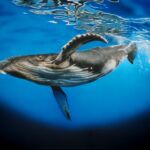 Rhapsodie Marine par Kris Evano