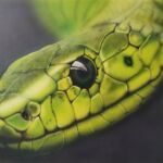 Mamba vert par Kris Evano