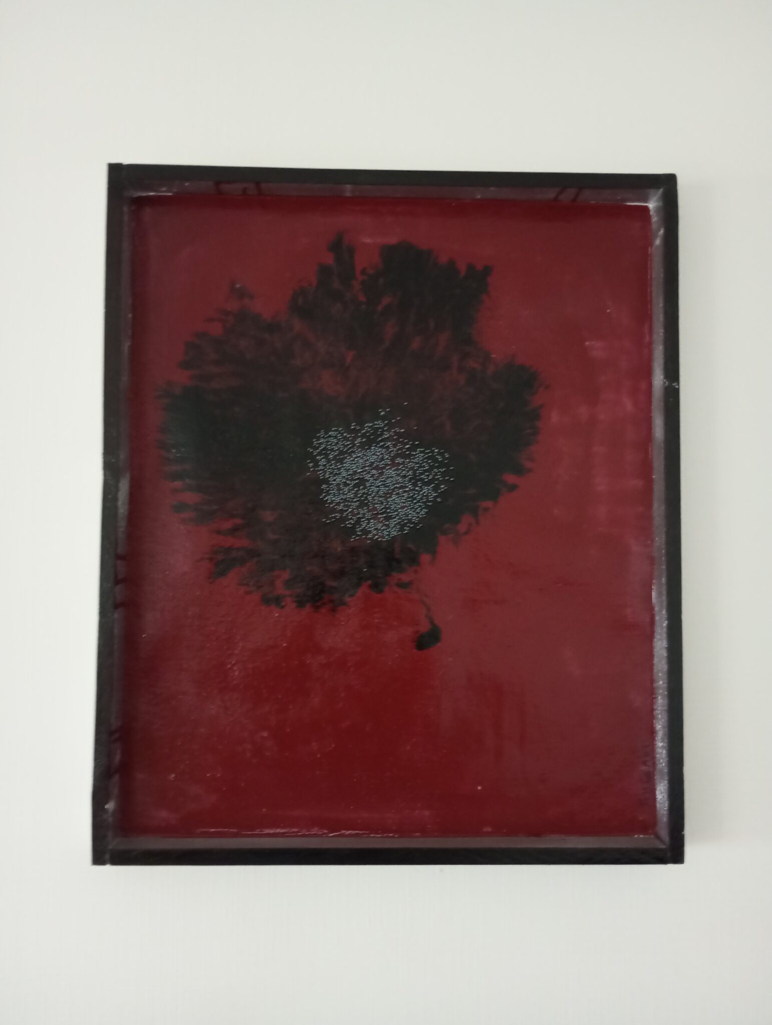 coquelicot-7
