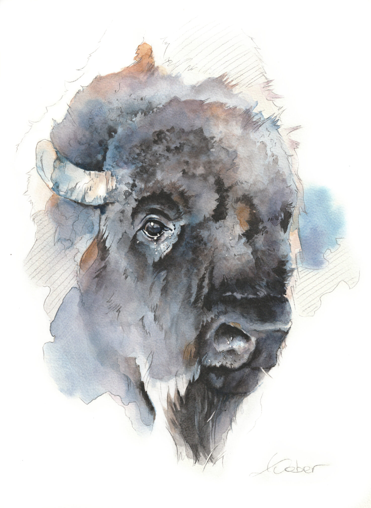 buffalo-3