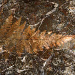 INSPIRA-063-Fossilum par Isabelle Moussu, Iza