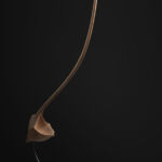 Seed_life_dark_vertical_web par Coralie Saramago