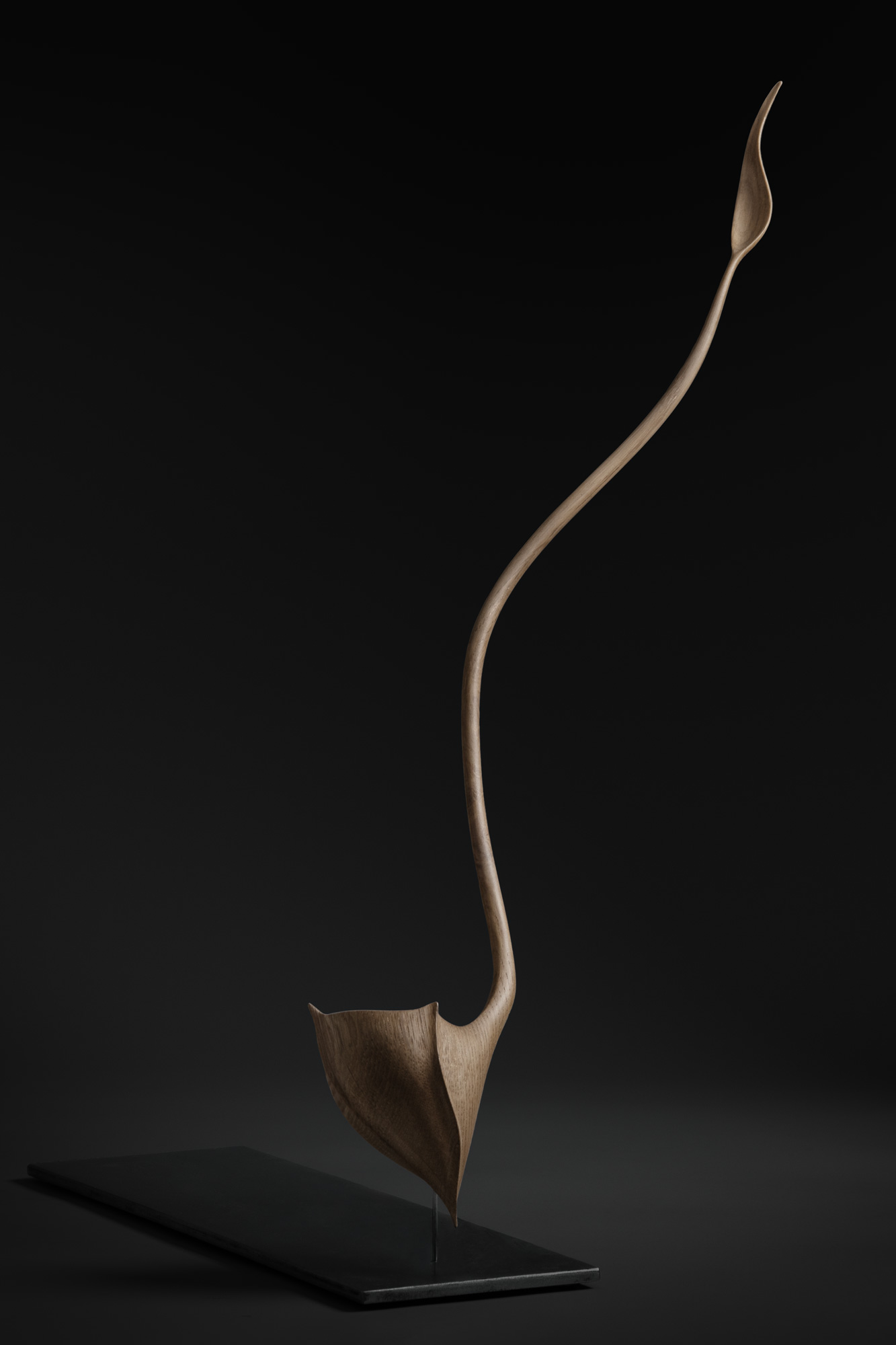 seed_light_vertical_dark_web