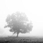 L\'arbre dans la lumière par Héloïse Lefel Hodebourg