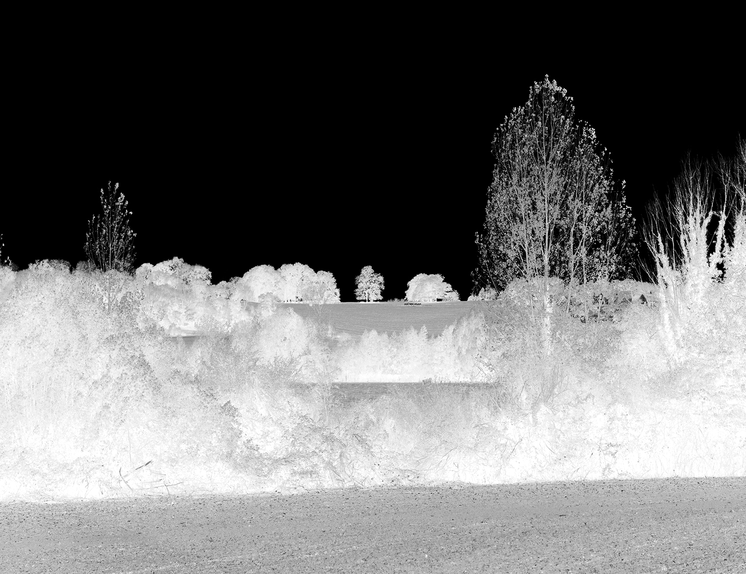 arbre-dans-les-champs