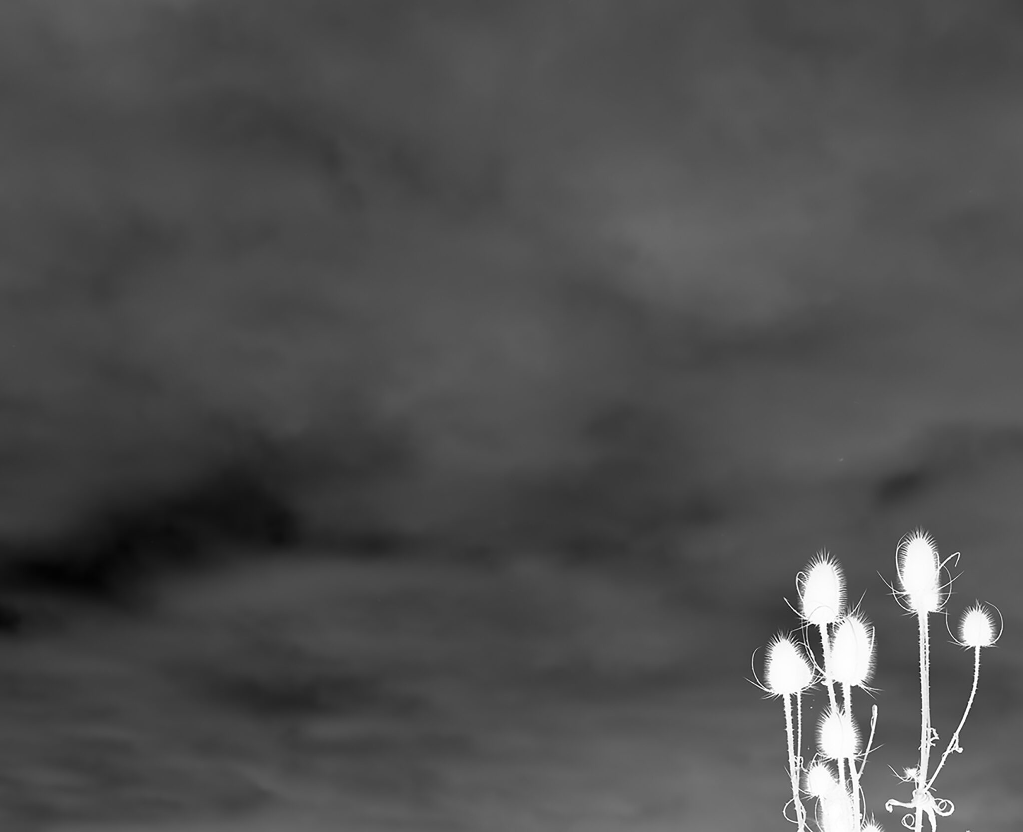 fleur-15