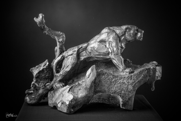 lioness-on-the-lookout-lionne-a-laffut