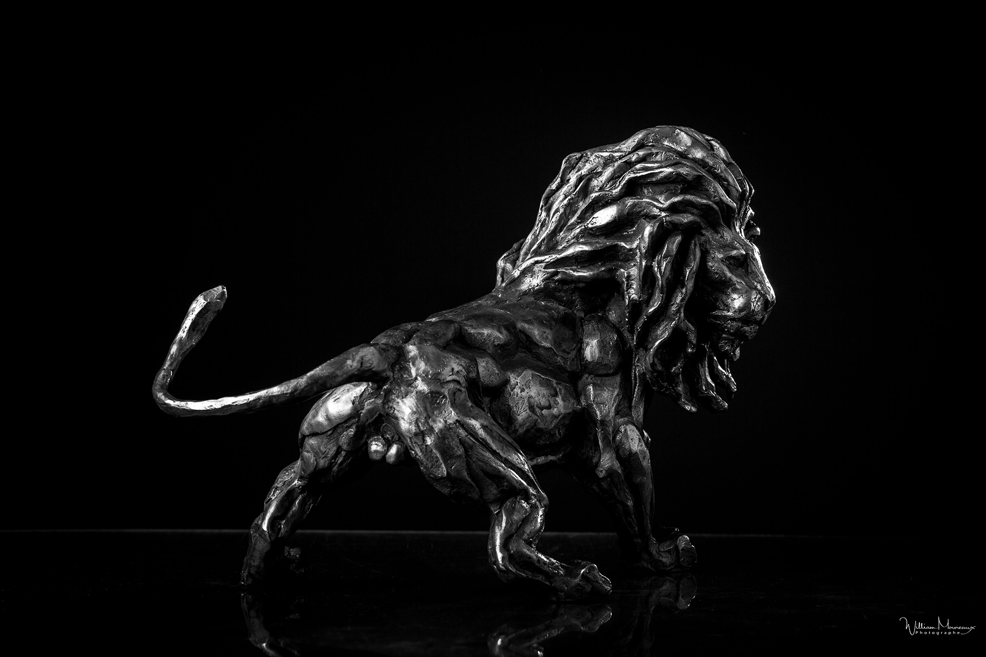 lion-a-laffut-lion-on-the-lookout-2